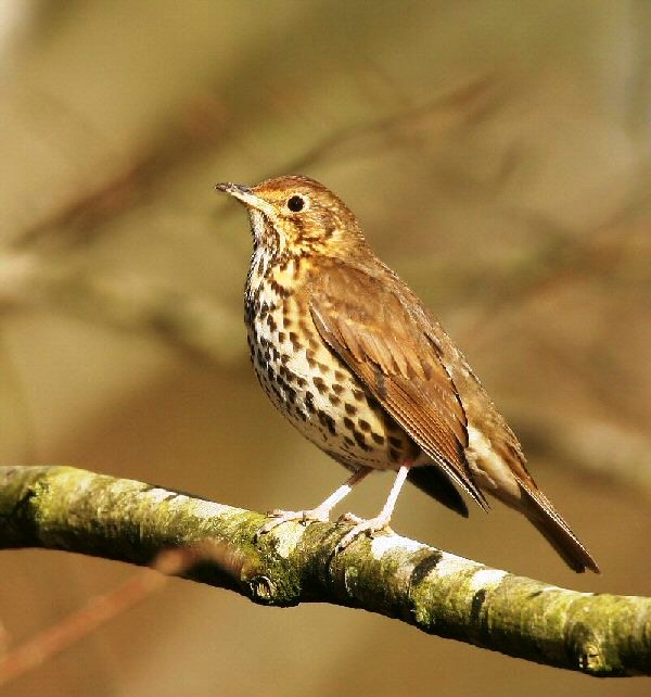 Tordo Bottaccio - Turdus Philomelos